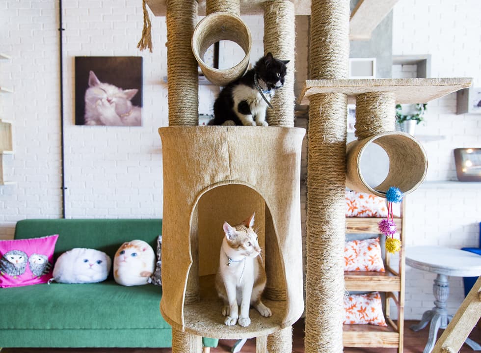 The Cat Cabin: The New Cat’s Pajamas