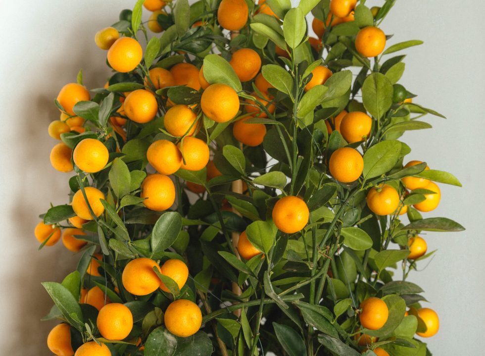Manual Pick: Kojo Plant Orange Tree