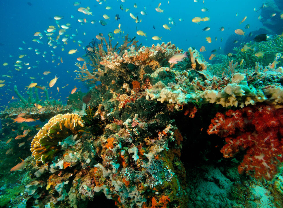 At Amanwana, Nature is the Host