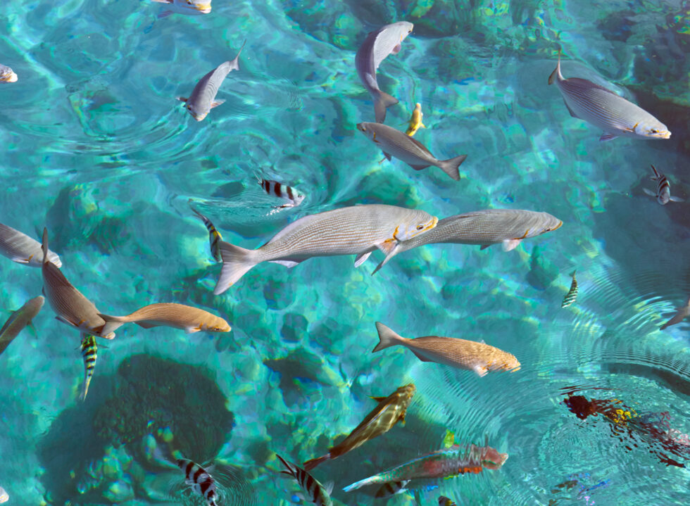 At Amanwana, Nature is the Host