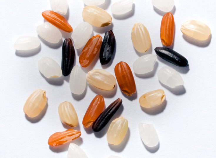 In the Grains of Kaze Rice: Traditions, Community and the Land