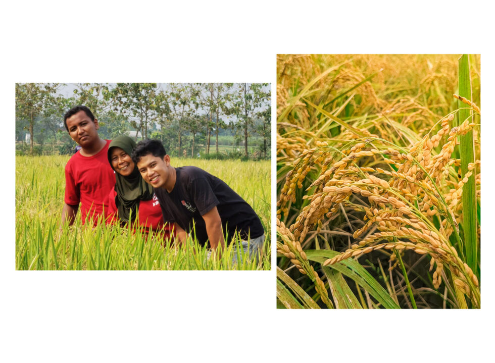 In the Grains of Kaze Rice: Traditions, Community and the Land